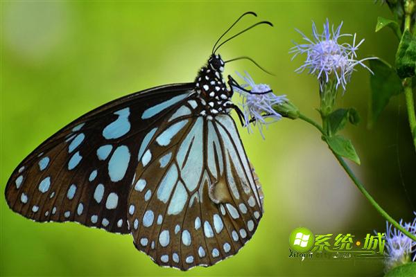 蝶恋花win8系统桌面主题