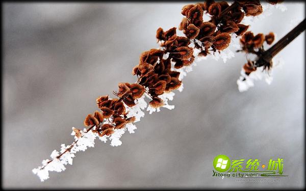 冬季花园win8系统主题桌面