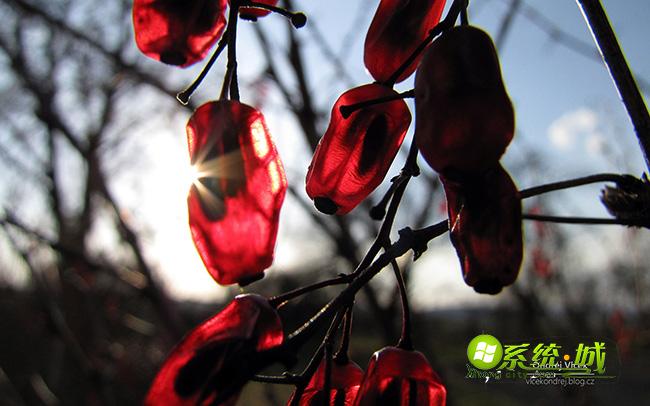 清晨win8系统主题壁纸