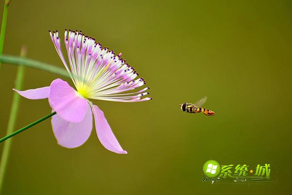 蜜蜂采花蜜win8电脑主题