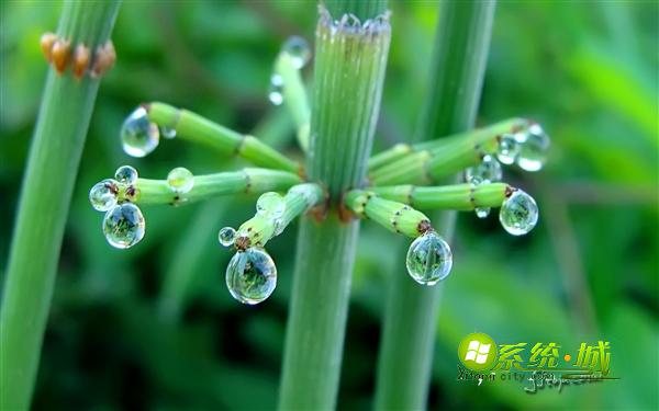 雨露win8系统主题壁纸