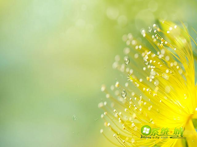 迷人的花蕊win7电脑主题