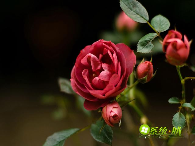 红玫瑰win7桌面主题