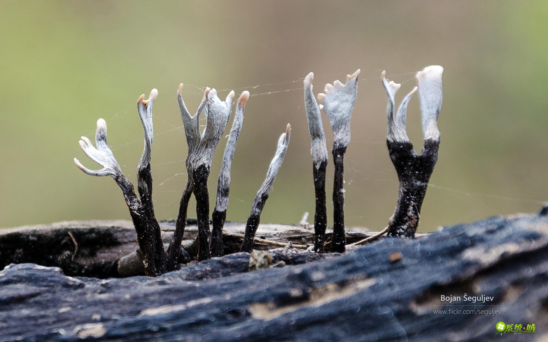 Win8.1系统主题包精选下载：森林一角