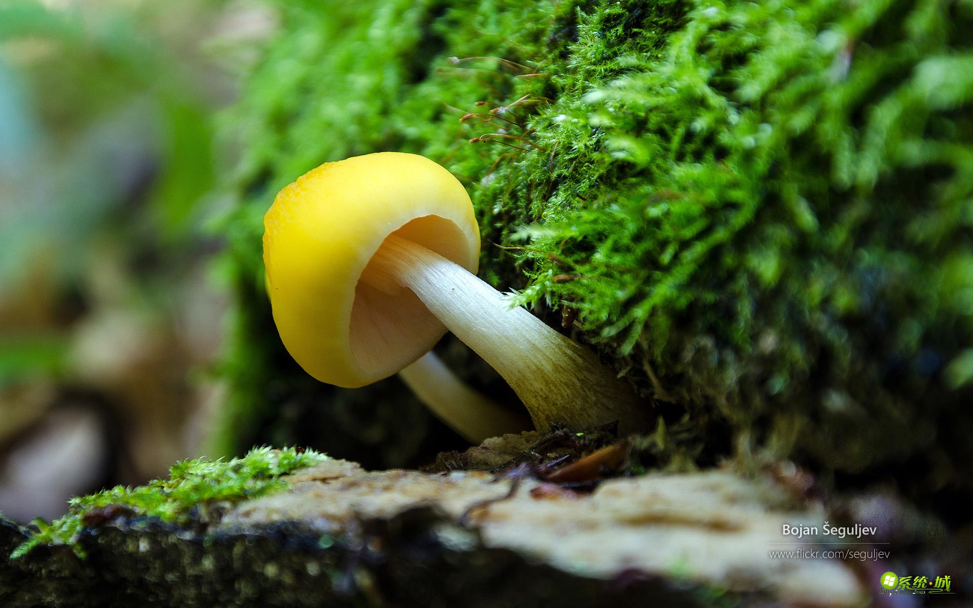 Win8.1系统主题包精选下载：森林一角