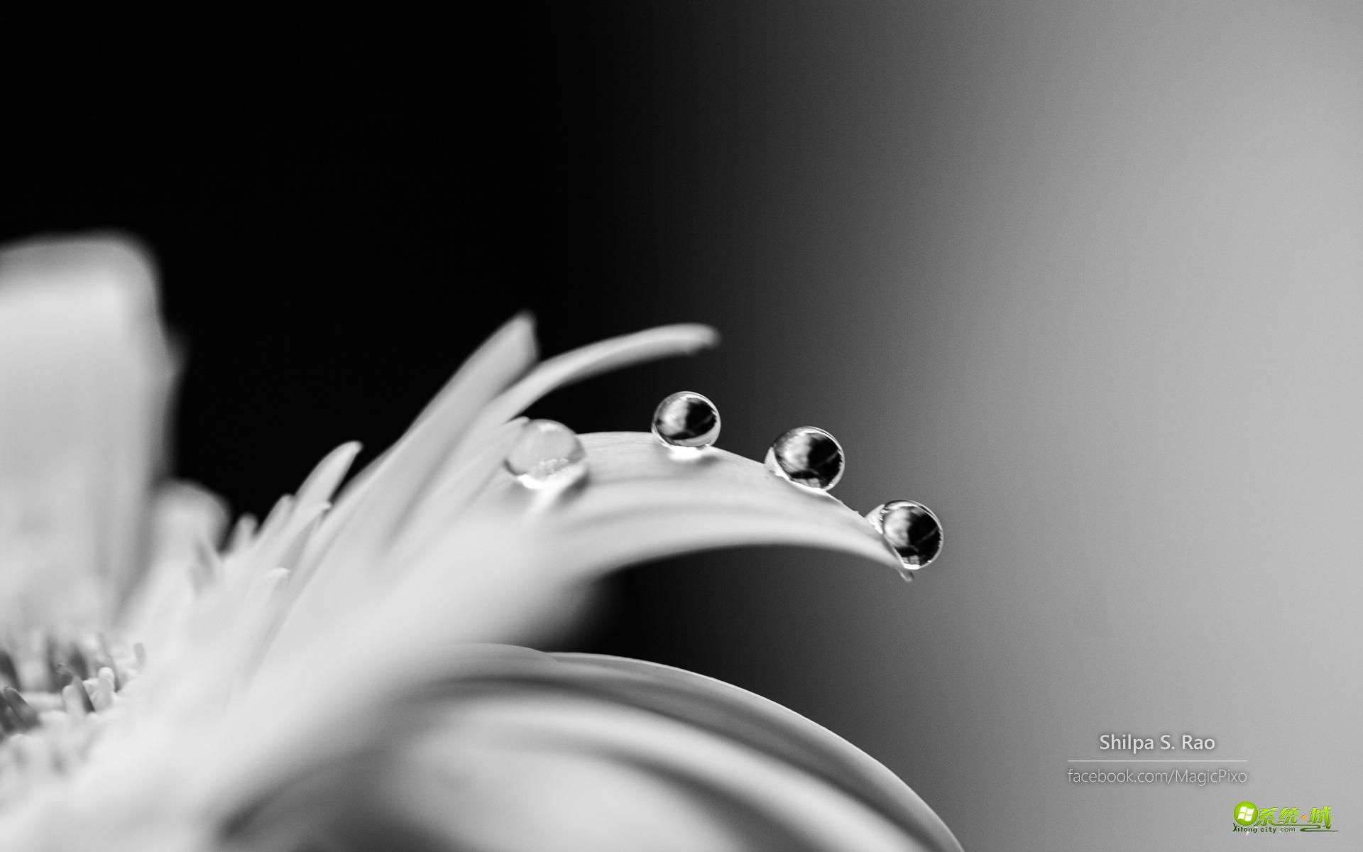 win8系统题“璀璨星河”露珠下载