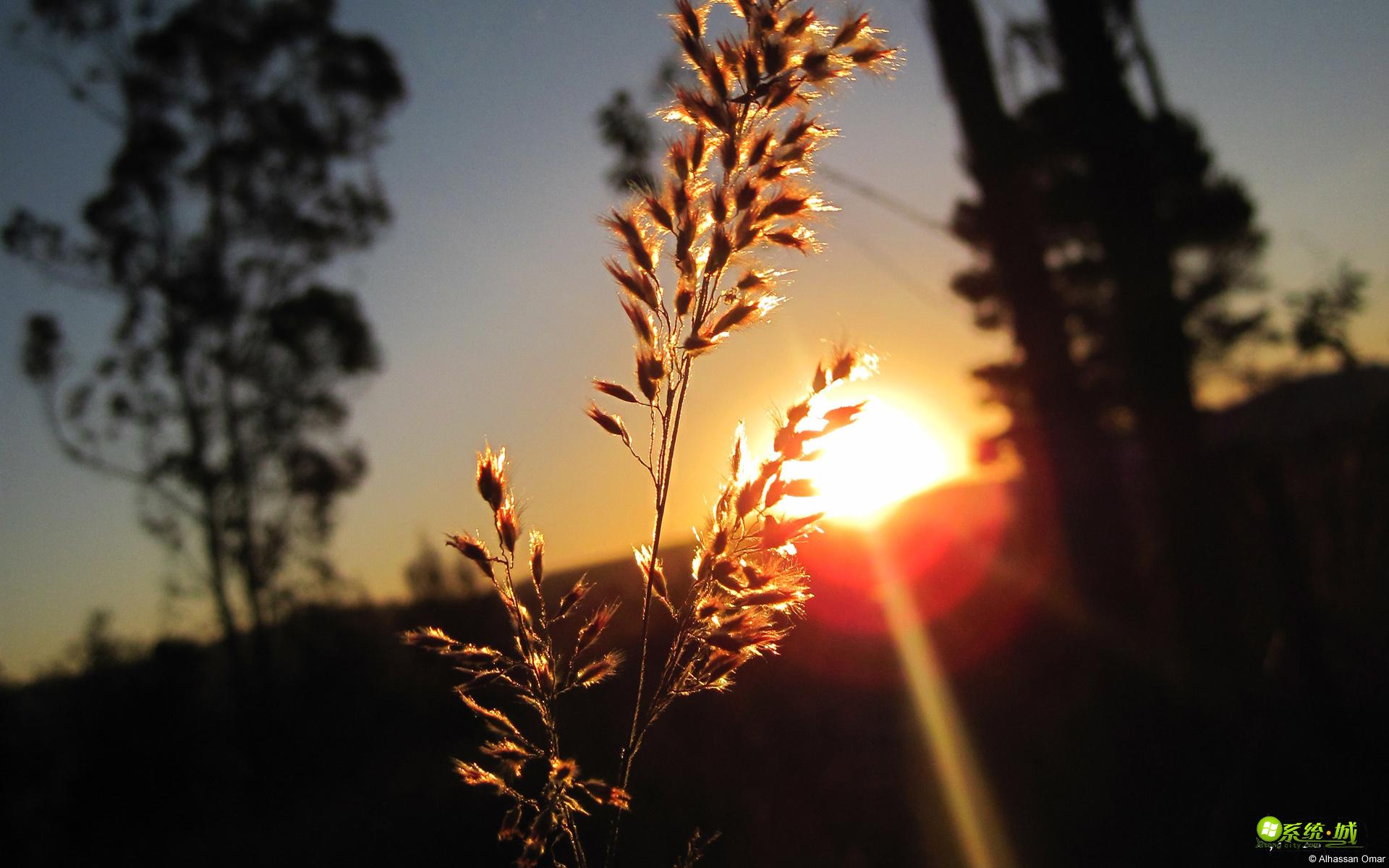 植物生命之美win8系统主题