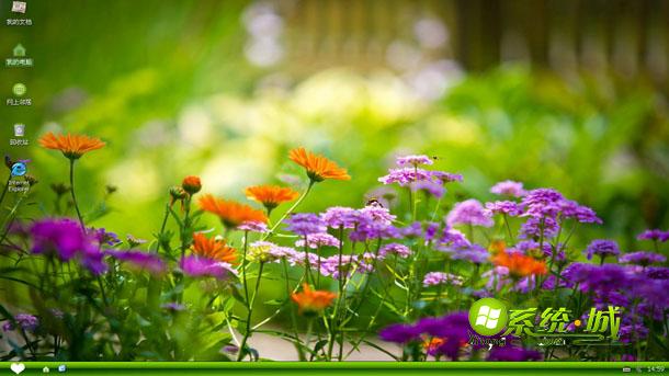养眼菊花丛桌面xp系统主题下载