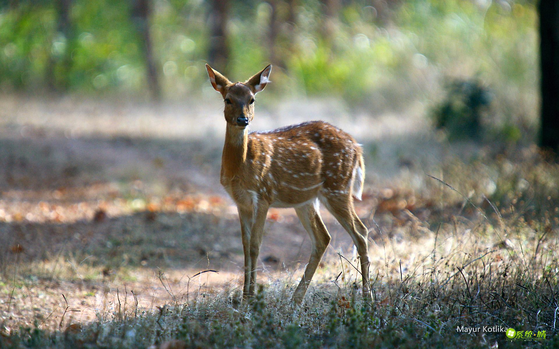win8/8.1印度野生动物主题