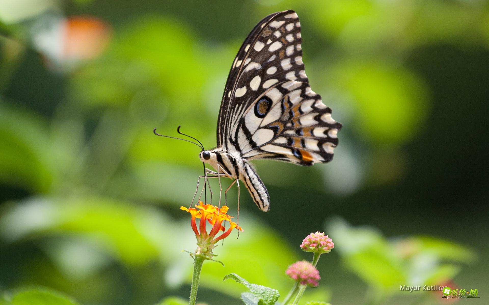 win8/8.1那格浦尔的蝴蝶主题