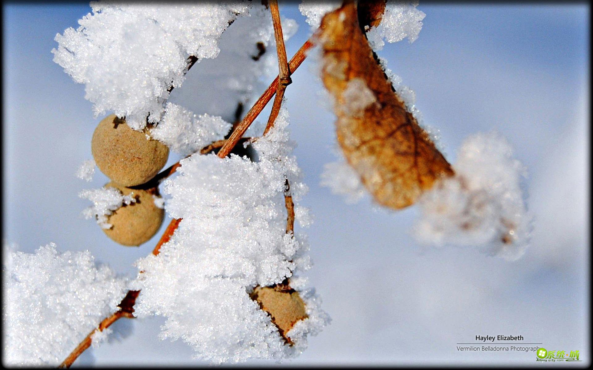 win8/8.1冬季花园主题