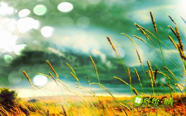 狗尾巴草xp系统主题桌面